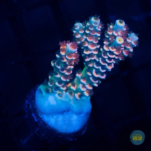 venda-de-corais-17-27