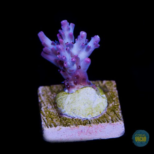 venda-de-corais-17-9
