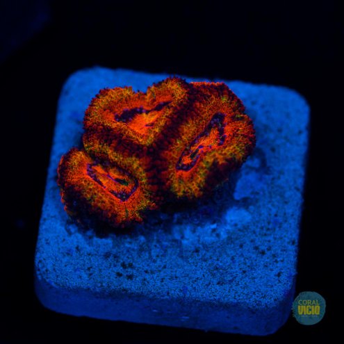 venda-de-corais-18-10