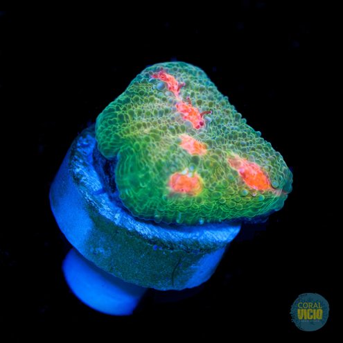 venda-de-corais-18-22