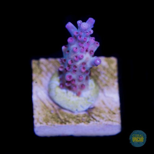 venda-de-corais-18-2