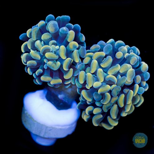venda-de-corais-18-4