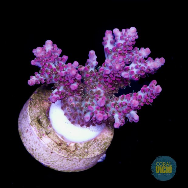 venda-de-corais-18-7
