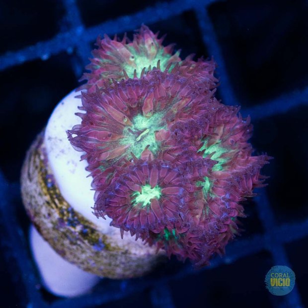 venda-de-corais-19-14