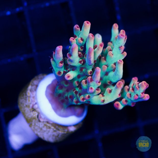 venda-de-corais-19-6