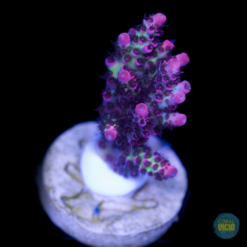 venda-de-corais-2-30