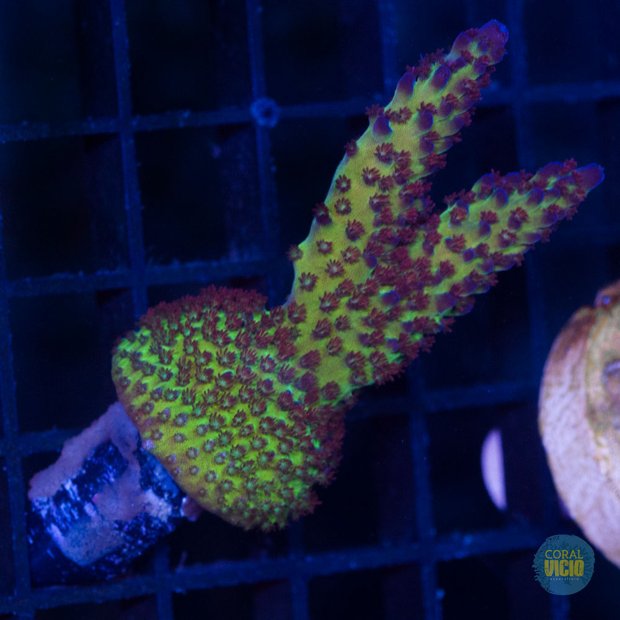 venda-de-corais-20-24