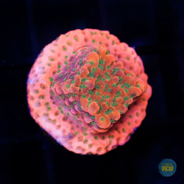 Montipora Tropic Thunder FRAG