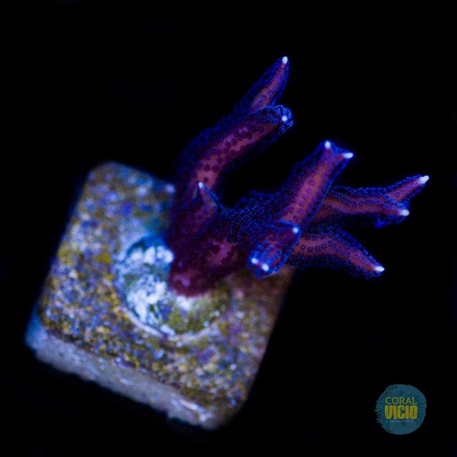 Hystrix Purple Polyps 4 cm