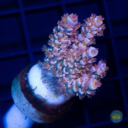 venda-de-corais-21-18