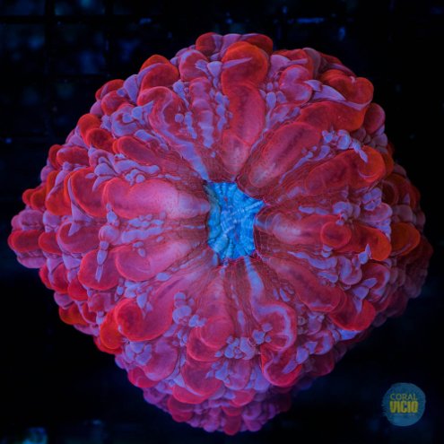 venda-de-corais-21-19