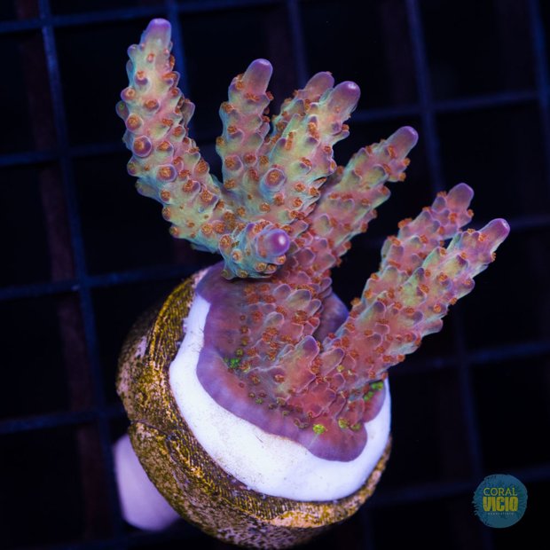 venda-de-corais-22-20
