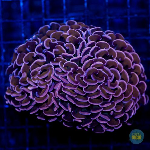venda-de-corais-22-6