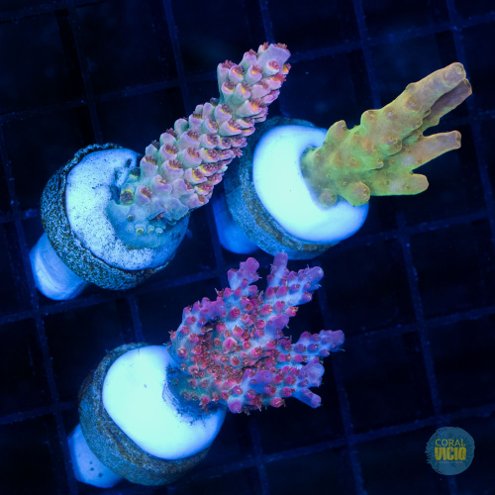 venda-de-corais-25-13
