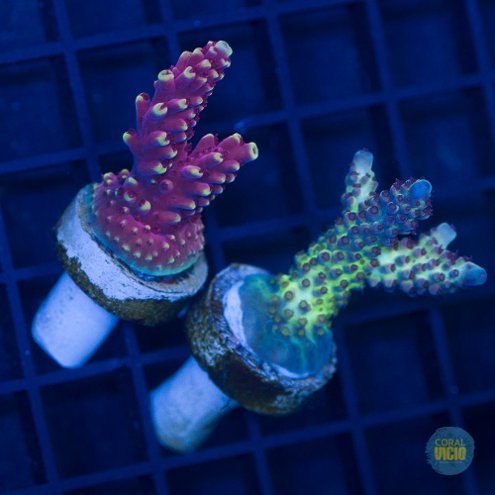 venda-de-corais-28-1