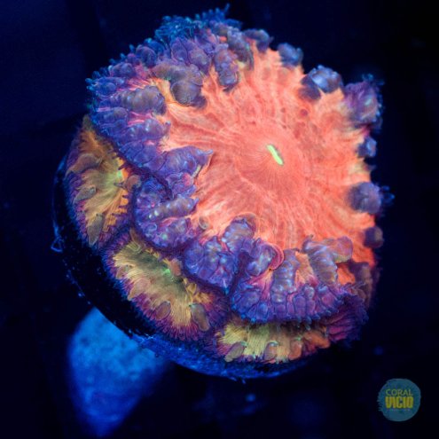venda-de-corais-29-18