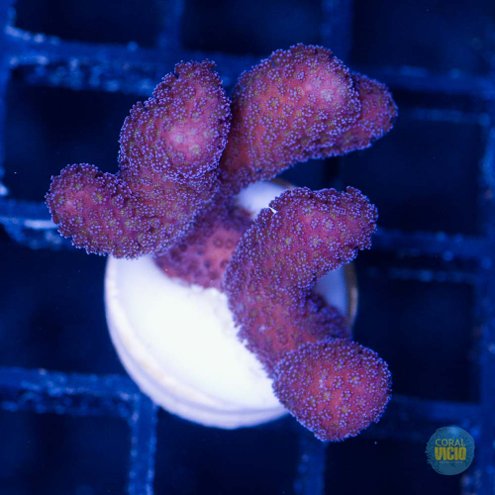 venda-de-corais-29-8