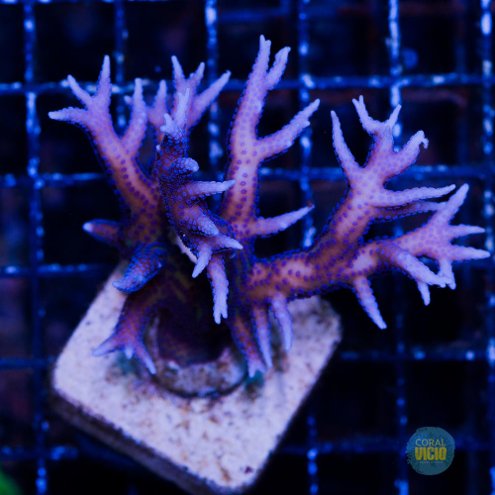 venda-de-corais-3-12