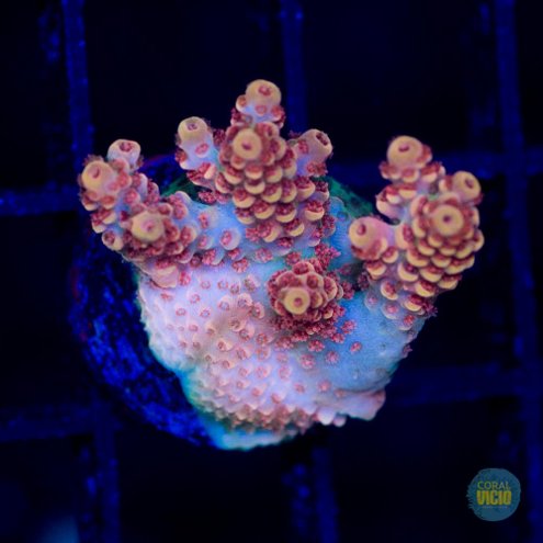 venda-de-corais-3-20