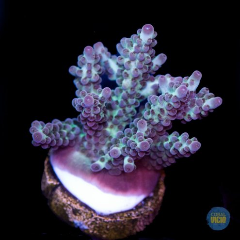 venda-de-corais-3-22