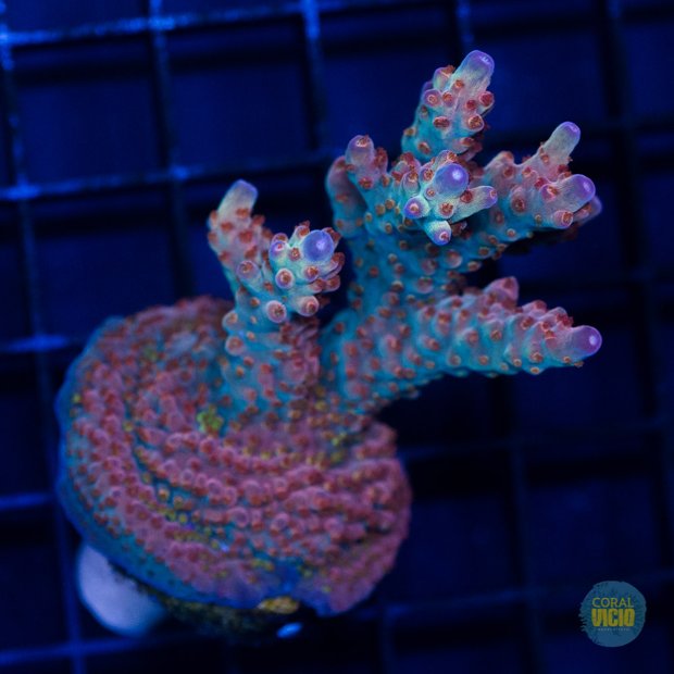 venda-de-corais-3-22