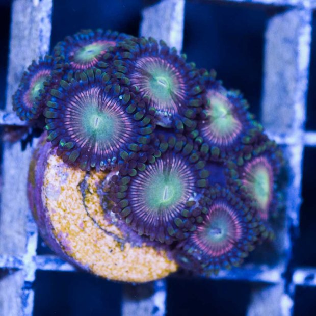 venda-de-corais-30-4