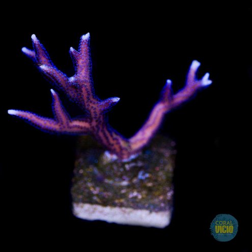 venda-de-corais-31-2