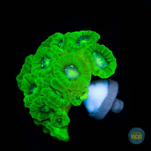 venda-de-corais-31