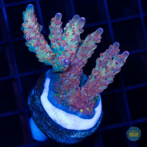 venda-de-corais-32-13