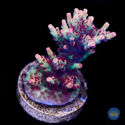 venda-de-corais-32-9