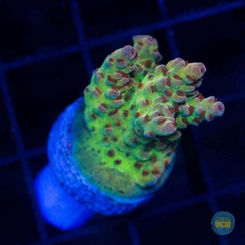 venda-de-corais-33-15