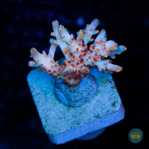 venda-de-corais-33-1