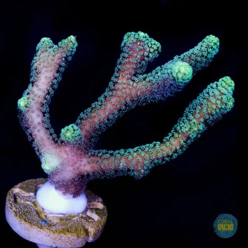 venda-de-corais-33-3