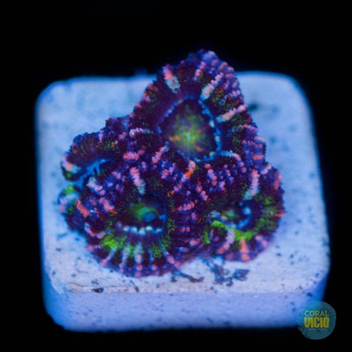 venda-de-corais-34-1