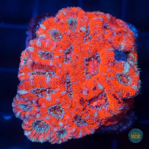 venda-de-corais-35