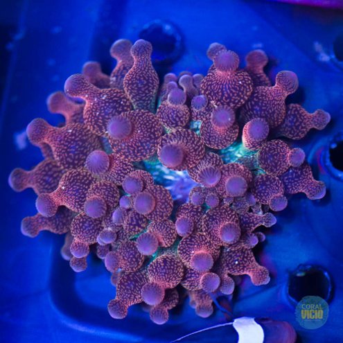 venda-de-corais-37-2