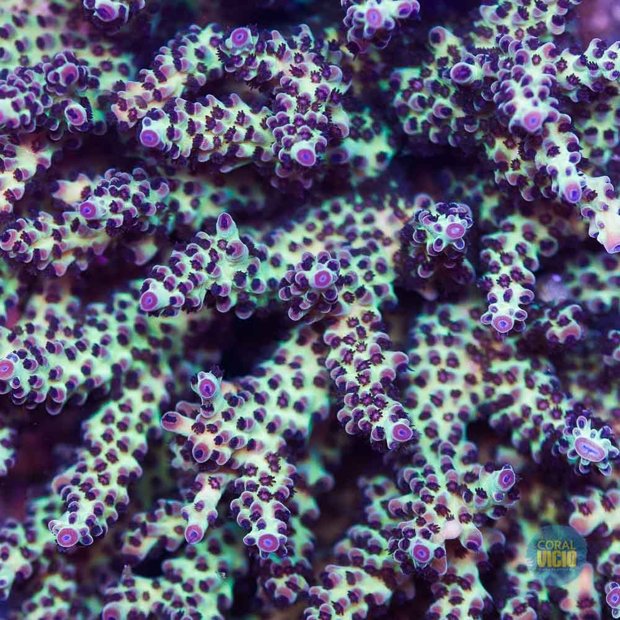 venda-de-corais-37-7