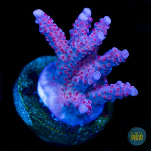 venda-de-corais-38-17