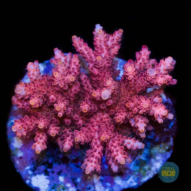 Acropora sp. (Pink Coral), Pink Coral (Acropora sp.) on the…