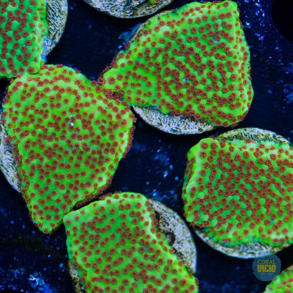 New New Release- Acropora Coral- SPS Frag- Tickled Pink- Acropora