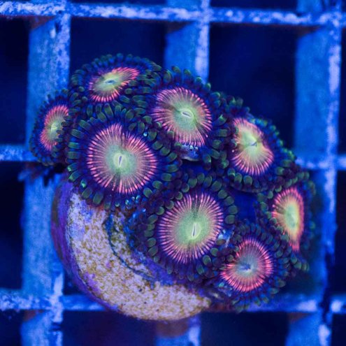 venda-de-corais-39-3
