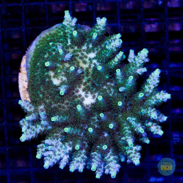 venda-de-corais-4-19