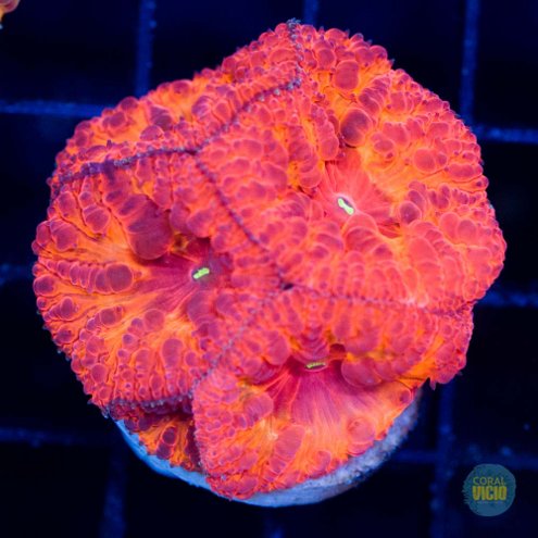 venda-de-corais-4-21