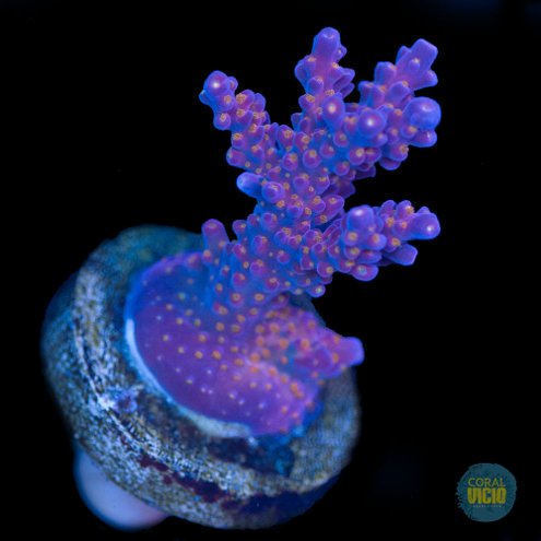 venda-de-corais-4-24