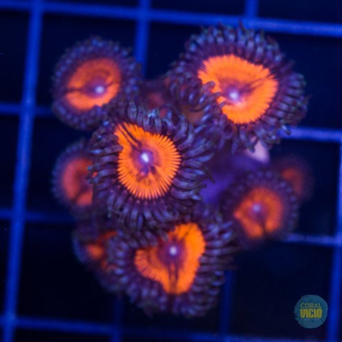 venda-de-corais-40-5