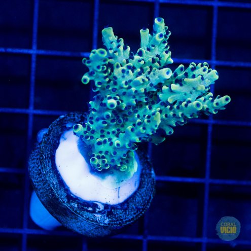 venda-de-corais-41-14