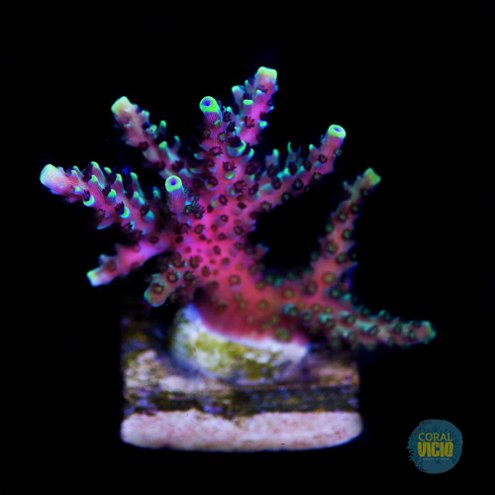 venda-de-corais-43-1