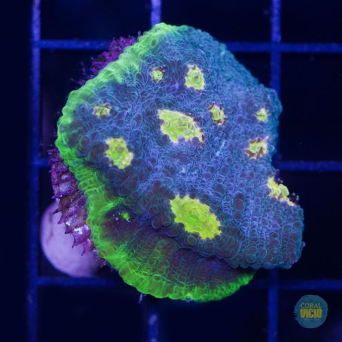 venda-de-corais-43-5