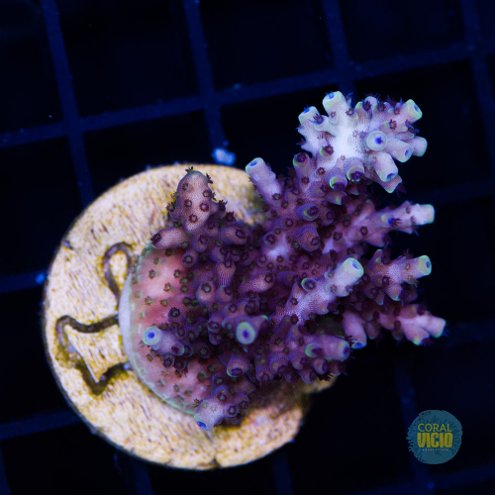 venda-de-corais-46