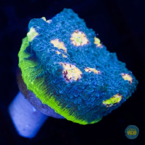venda-de-corais-49-9